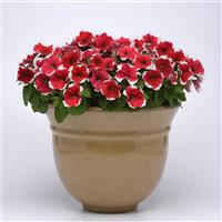 Mirage™ Red Picotee Petunia