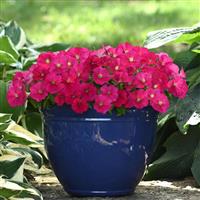 Mirage™ Rose Petunia