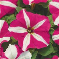 Mirage™ Rose Star Petunia