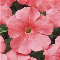 Mirage™ Salmon Petunia