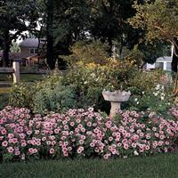 Mirage™ Spring Petunia