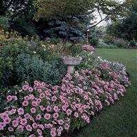 Mirage™ Spring Petunia