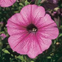 Mirage™ Sugar Petunia