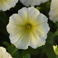 Mirage™ Yellow Petunia