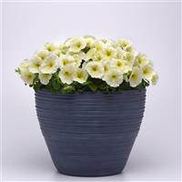 Mirage™ Yellow Petunia