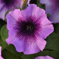 Mirage™ Plum Crystal Petunia