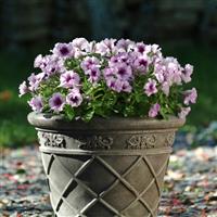 Mirage™ Plum Crystal Petunia