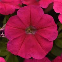 Mirage™ Deep Rose Petunia