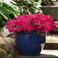 Mirage™ Deep Rose Petunia