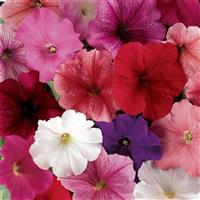 Mirage™ Mixture Petunia