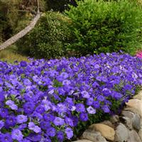 Mirage™ Mid-Blue Petunia