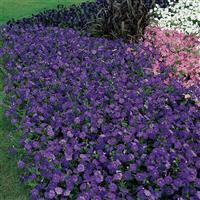 Mirage™ Mid-Blue Petunia