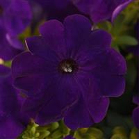 Mirage™ Blue Petunia