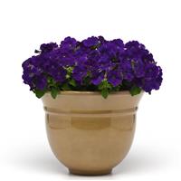 Mirage™ Blue Petunia