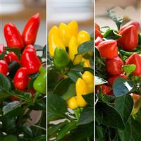 Samba Mix Ornamental Pepper