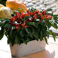 Samba Red Ornamental Pepper