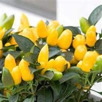 Samba Yellow Ornamental Pepper