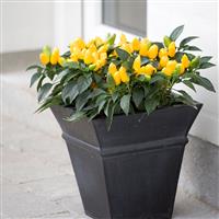 Samba Yellow Ornamental Pepper