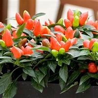 Samba Dark Orange Ornamental Pepper