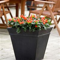 Samba Dark Orange Ornamental Pepper