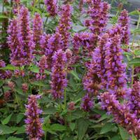 Agastache Blue Boa