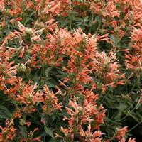 Agastache Poquito Orange