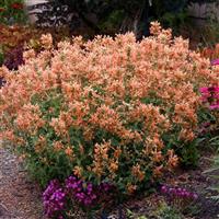 Agastache Poquito Orange