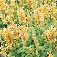 Agastache Poquito Butter Yellow