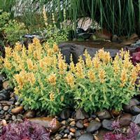 Agastache Poquito Butter Yellow