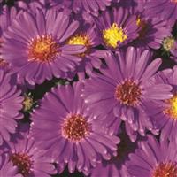 Believer Purple Aster