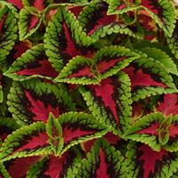 French Quarter Coleus