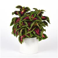 French Quarter Coleus