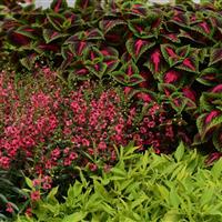 French Quarter Coleus