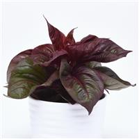 Lizzard Leaf Celosia Foliage, Sol™