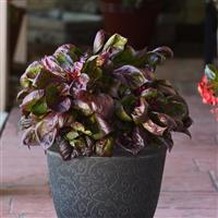 Lizzard Leaf Celosia Foliage, Sol™