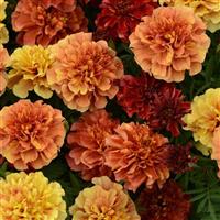 Strawberry Blonde French Marigold