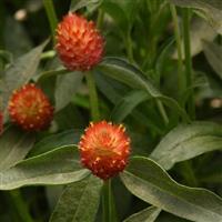 QIS Orange Gomphrena