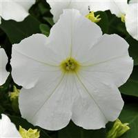 Ez Rider<sup>®</sup> White Petunia