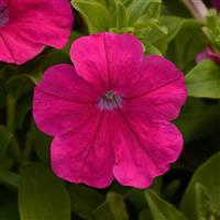 Lo Rider™ Rose Petunia