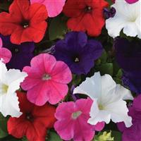 Lo Rider™ Mixture Petunia