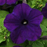 Lo Rider™ Blue Petunia