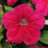 Lo Rider™ Pink Petunia