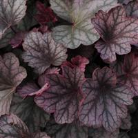 Heuchera Carnival Rose Granita