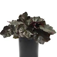 Heuchera Carnival Black Olive