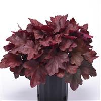 Heuchera Carnival Burgundy Blast