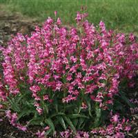 Penstemon barbatus Rock Candy<sup>®</sup> Pink