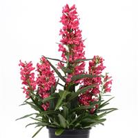 Penstemon barbatus Rock Candy<sup>®</sup> Ruby