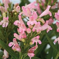 Penstemon barbatus Rock Candy<sup>®</sup> Light Pink