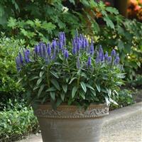 Veronica longifolia Skyward™ Blue