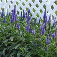 Veronica longifolia Skyward™ Blue